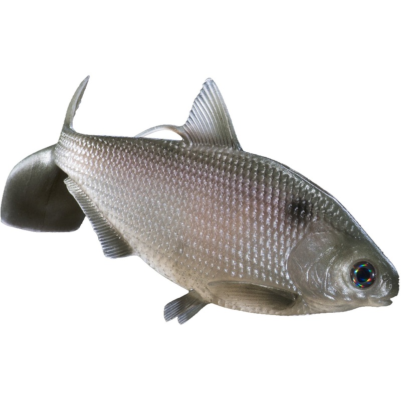 13 Fishing BAMF Shad Swimbait