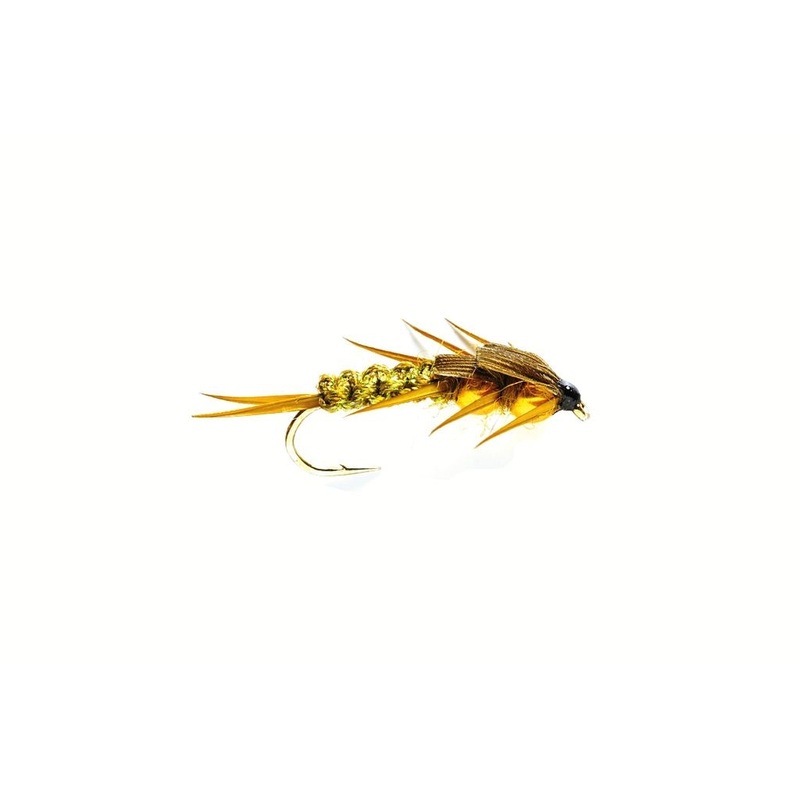 CREEPER OLIVE (GOLD NUGGET)