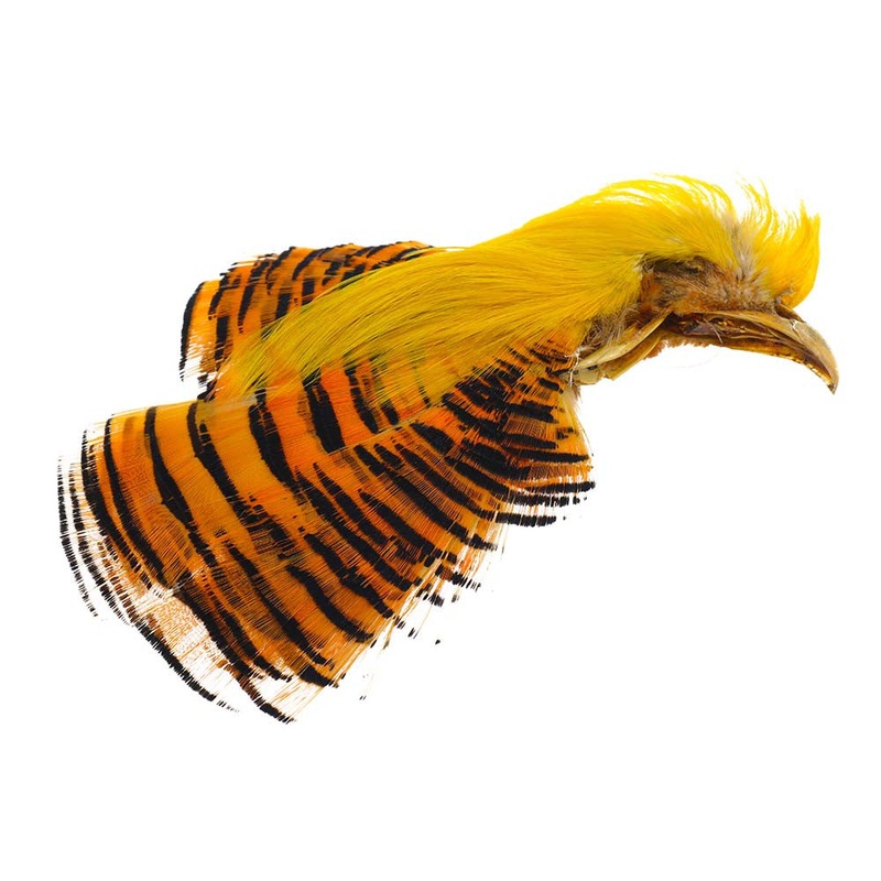 Golden Pheasant Crest And Tipped - Natural