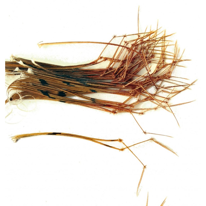 Veniard Cock Pheasant Daddy Legs Natural