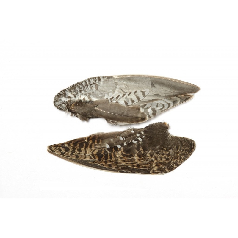 Veniard Snipe whole wings