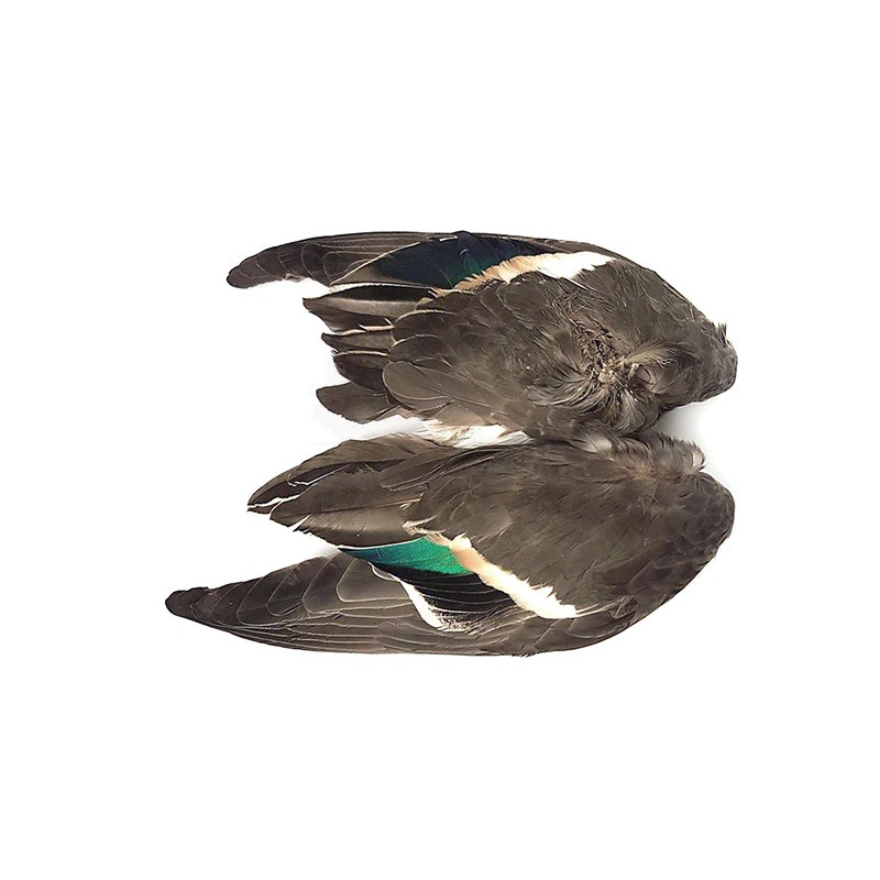 Veniard Teal Duck Wings