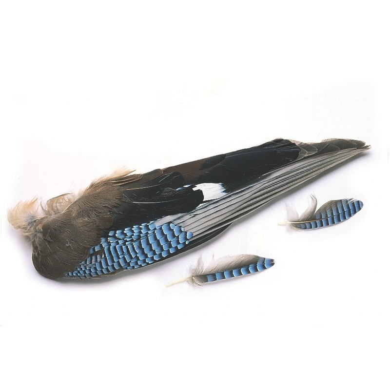Veniard Jay whole wings
