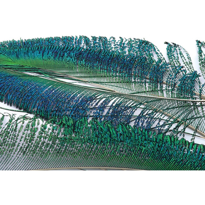 Veniard Peacock Sword tails