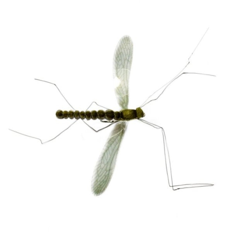 Mayfly Real