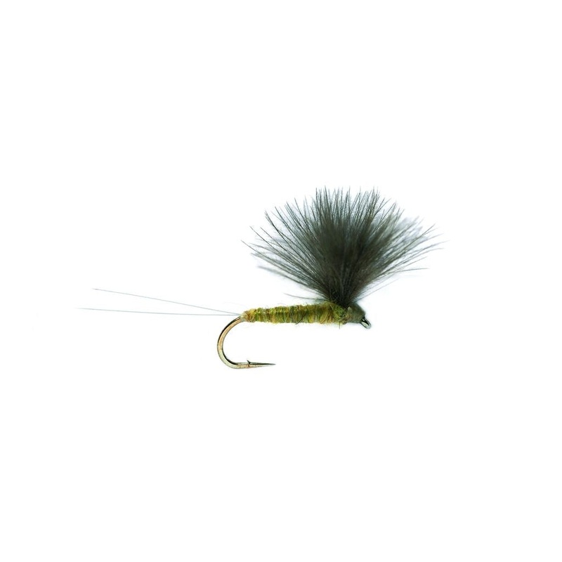 V WING OLIVE (PP)
