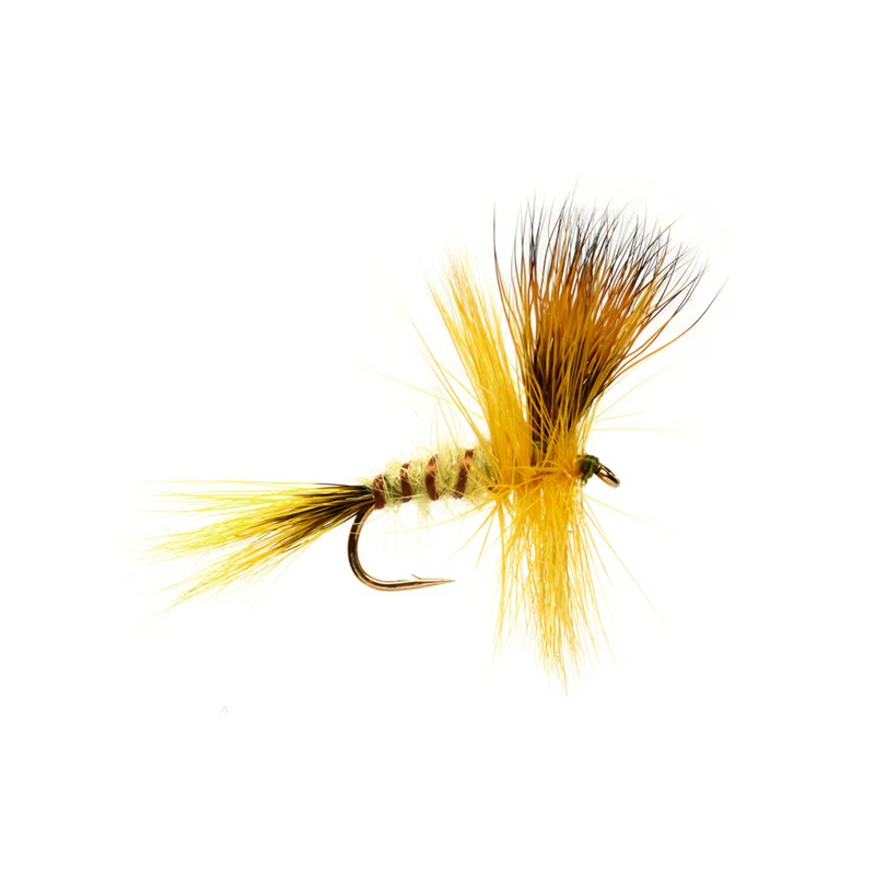 JACKIE'S YELLOW MAY