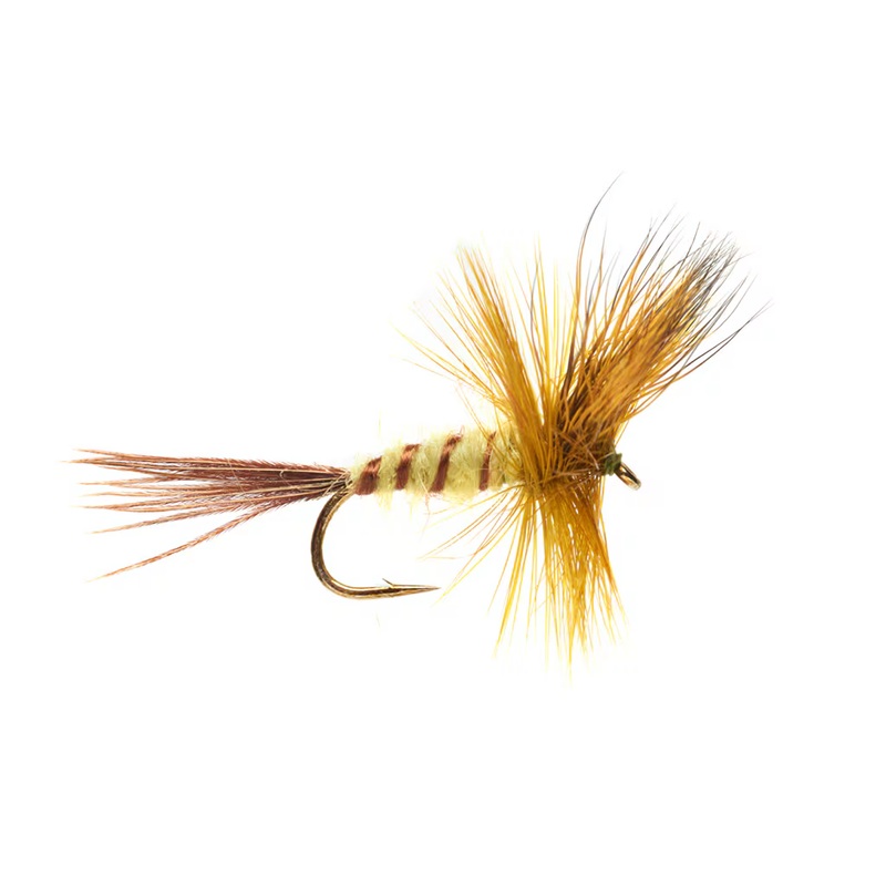 JACKIE'S YELLOW OLIVE MAY