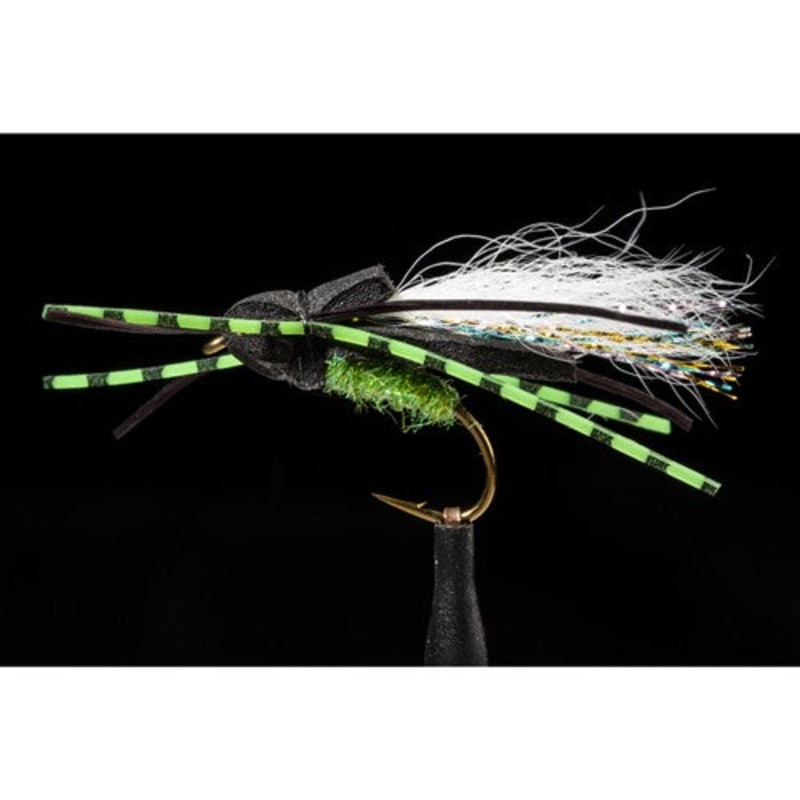 Manic Fly Flat Back Cicada