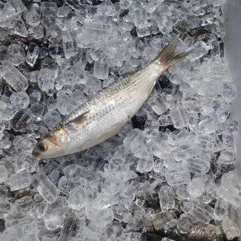 Fresh Mullet